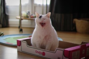 开云体育网站-蛙泳技术分段排名与最终成绩高度相关，蛙泳分数