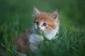 开云体育链接-职业联赛主裁判应对媒体能力不足，足球主裁判职责