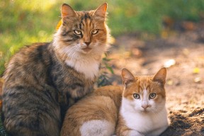 开云在线登入-印度赛制深入分析：如何应对来自世界强队的挑战，印度禁赛