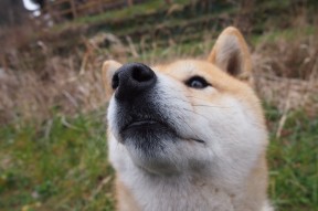 开云体育官网app-波兰队未来战略：借助数据分析提升技术水平，波兰队的