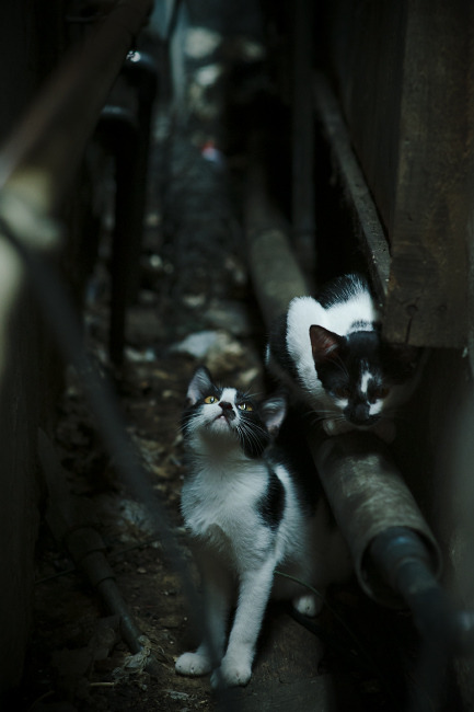 中国香港队未来的主攻方向：提升全员战术素养和竞技心理，香港队名单