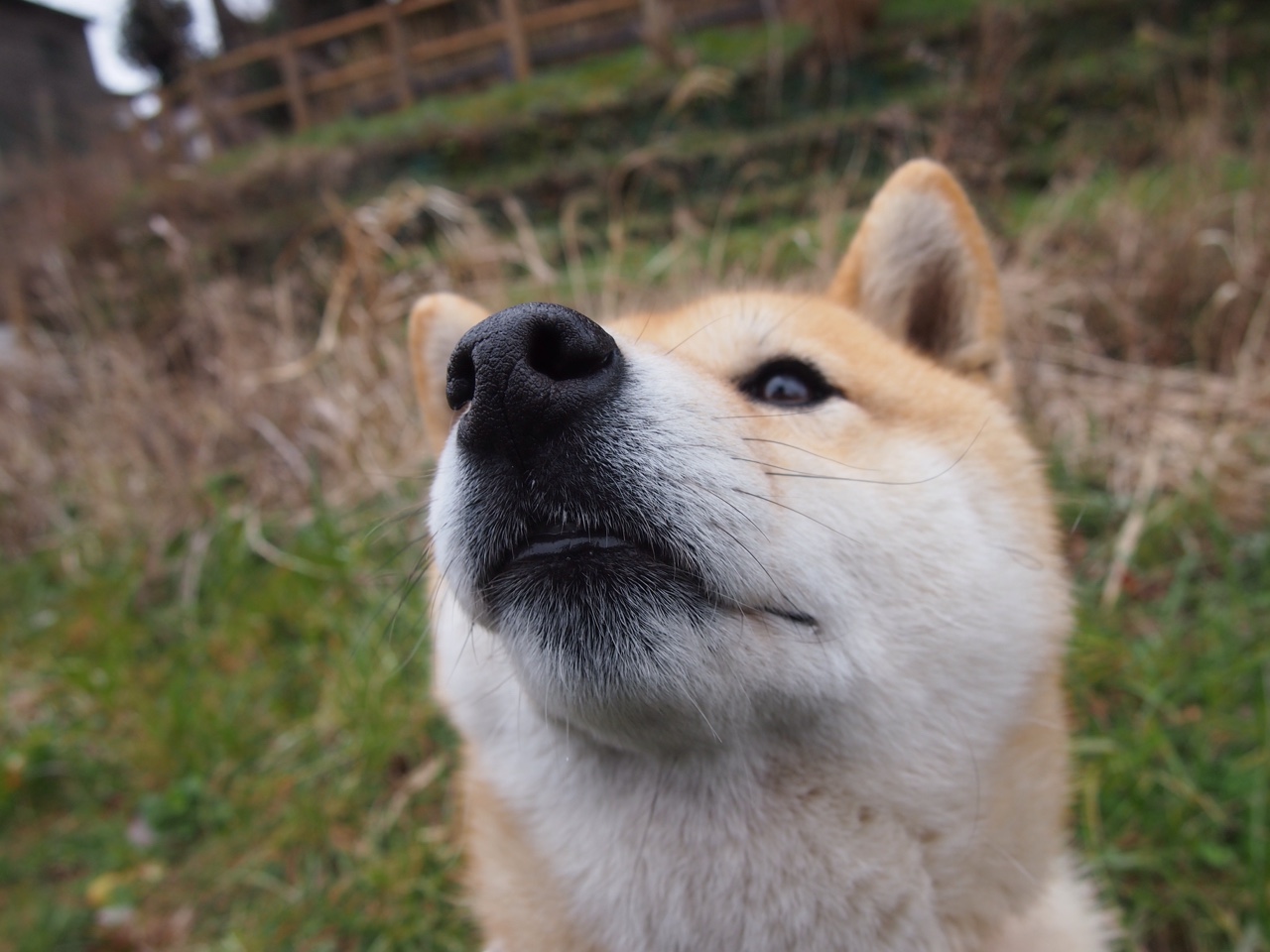 波兰队未来战略：借助数据分析提升技术水平，波兰队的