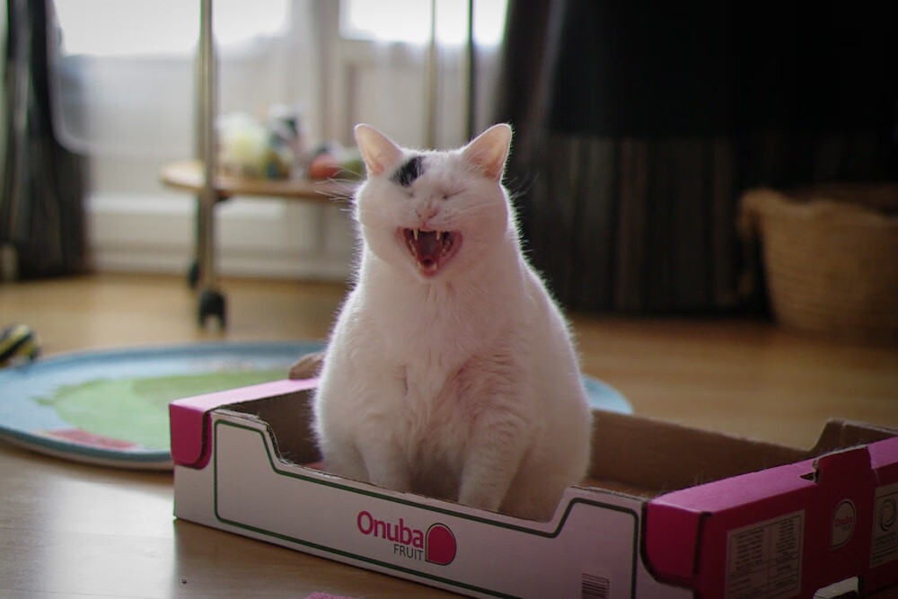 蛙泳技术分段排名与最终成绩高度相关，蛙泳分数