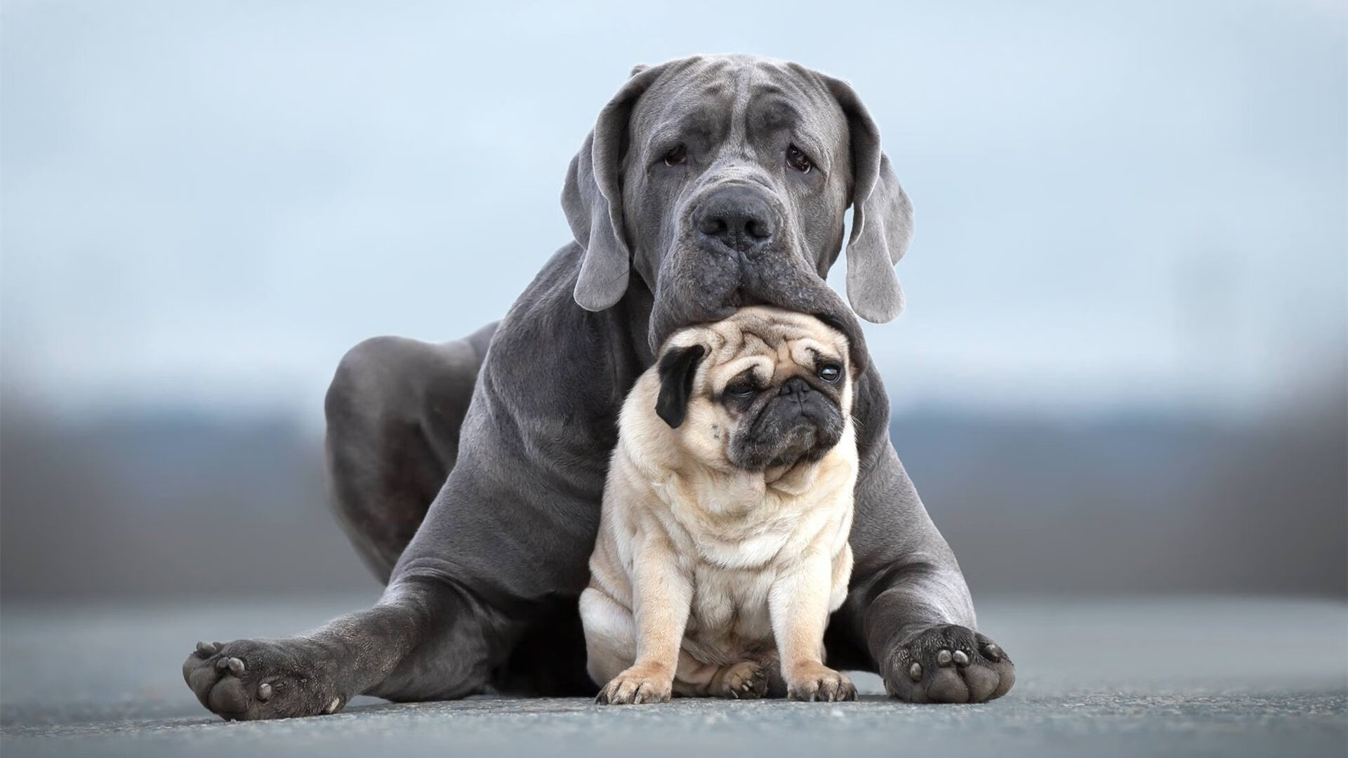 “尼古拉斯·桑特基的传球与进攻结合，推动阿根廷美洲狮队迈向世界巅峰”