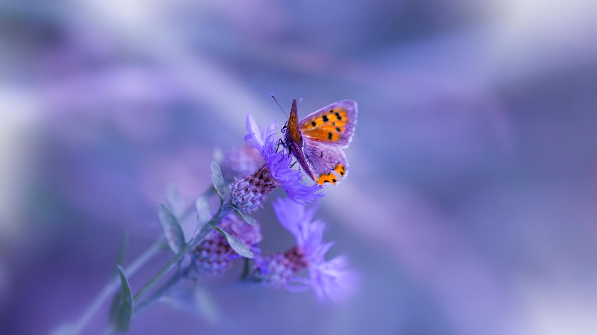 中国足球青少年足球人才选拔机制科学化,我国足球青少年人才培养存在的问题