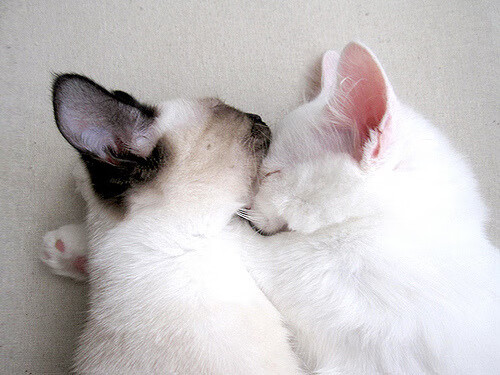 决赛焦点之一:贾瓦迪挑战世界强者,贾亚瓦德纳