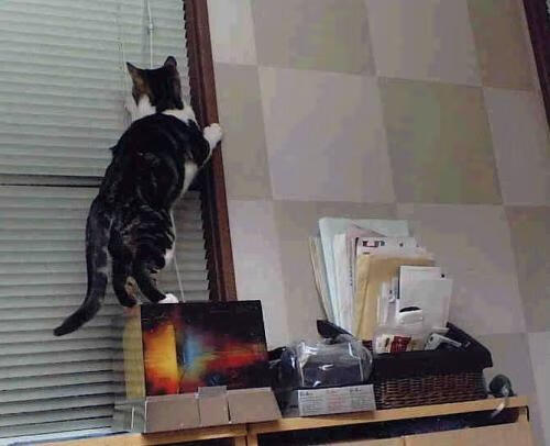 威尔士女子橄榄球势头强劲,跻身世界强队行列,橄榄球女子世界杯