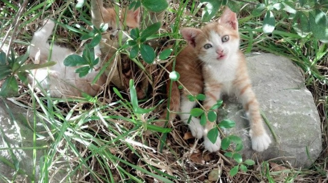 张雨霏参加公益游泳项目呼吁水安全，张雨霏游泳队领军人物
