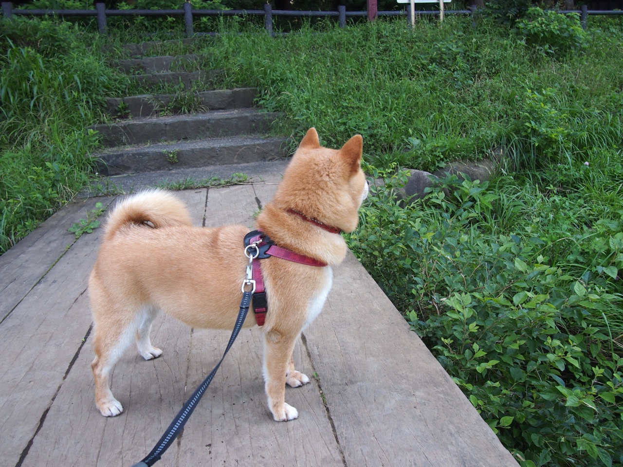 林丹呼吁社会更多关注退役运动员，退役后林丹