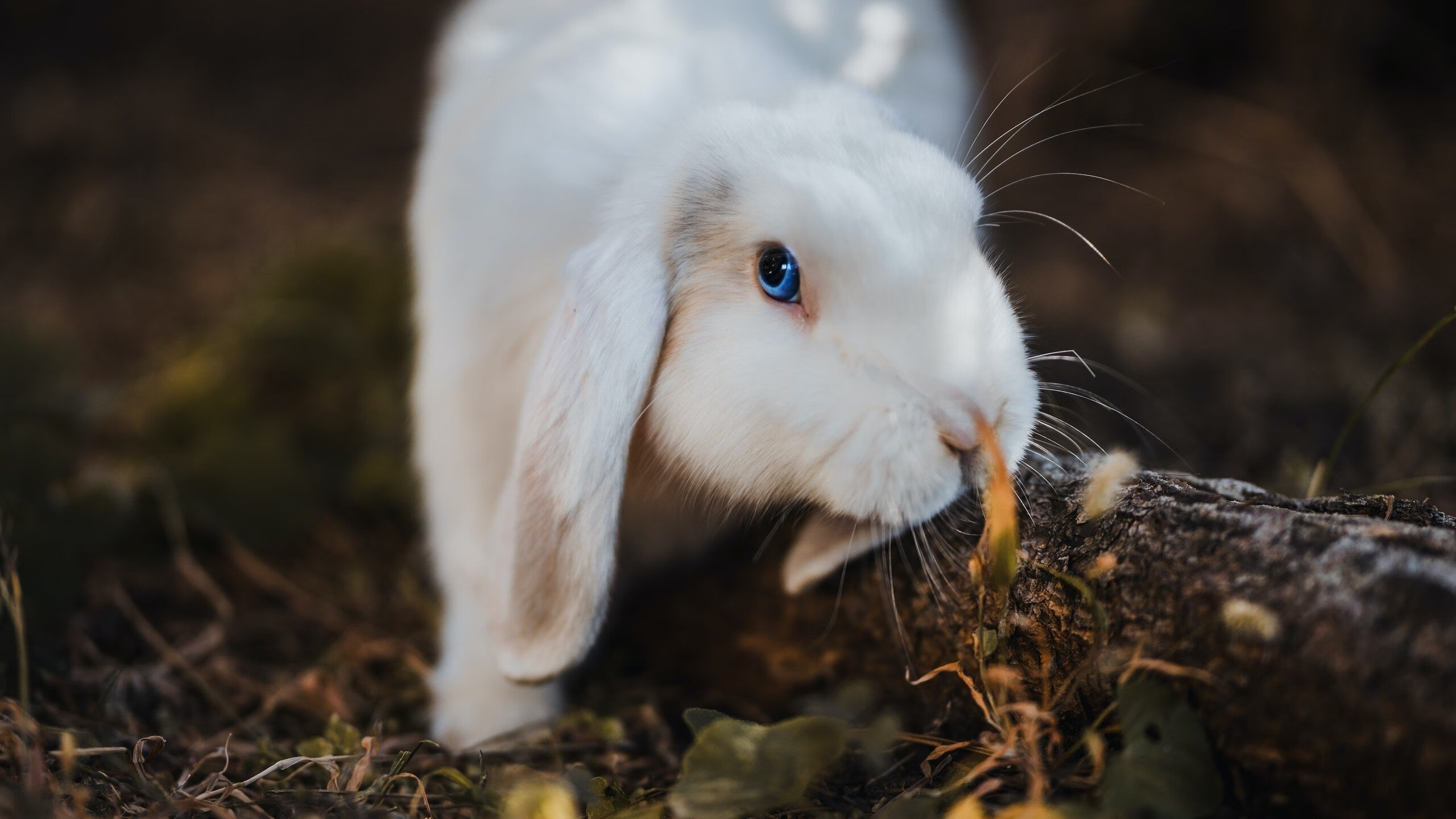 梅西带队冲刺,阿根廷稳步迈向世界杯